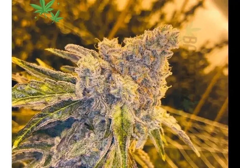 Zazul Weed Strain: Discover Its Unique Effects and Benefits