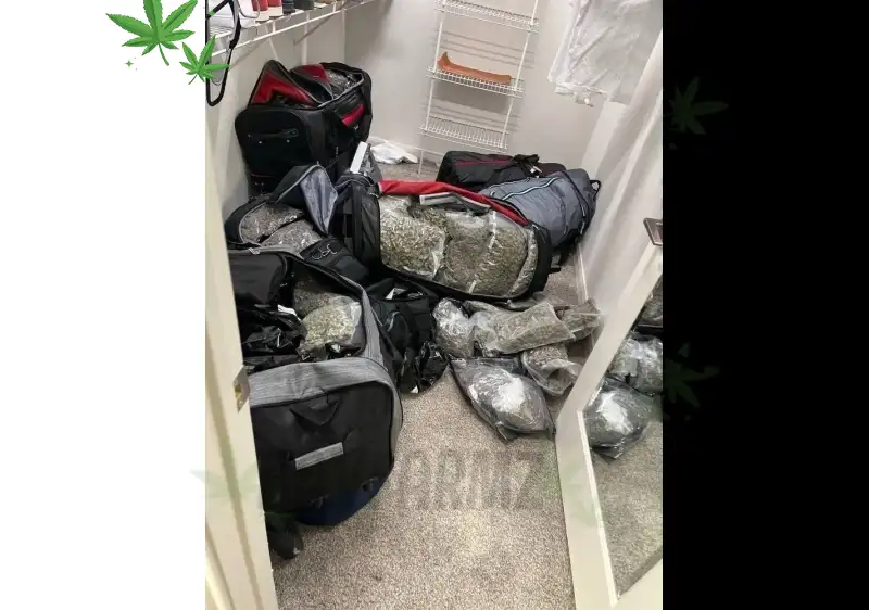 From Flower to Fresh Press: How BayFarmz Redefines the Modern Cannabis Sesh