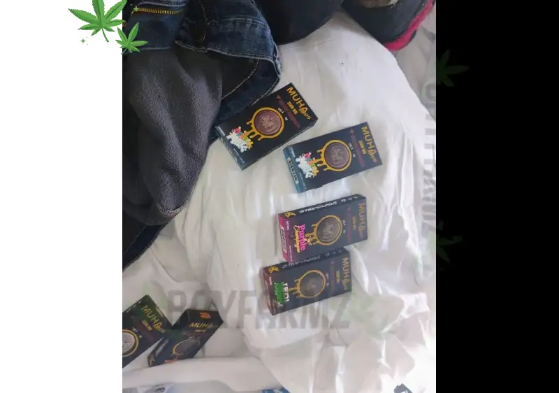 Black Himalaya: Color‑Popping Indoor Flower That Hits Like Candy at BayFarmz