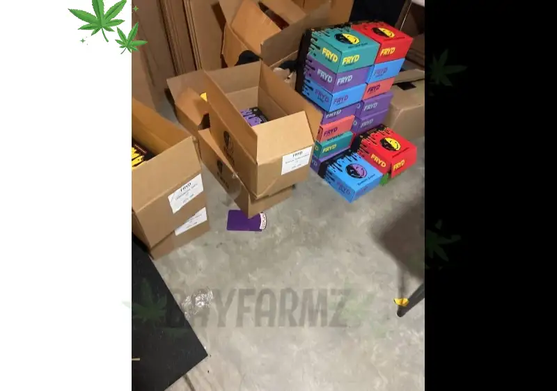 BLEM Tangie Ting 3.5g: The Ultimate Daytime Sativa from BayFarmz