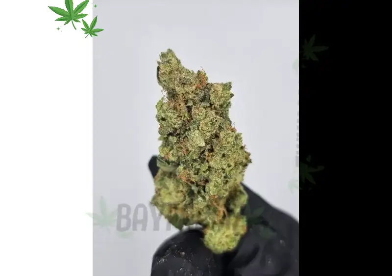 Lemon Cherry Gelato: Zesty, Sweet Hybrid Heat at BayFarmz