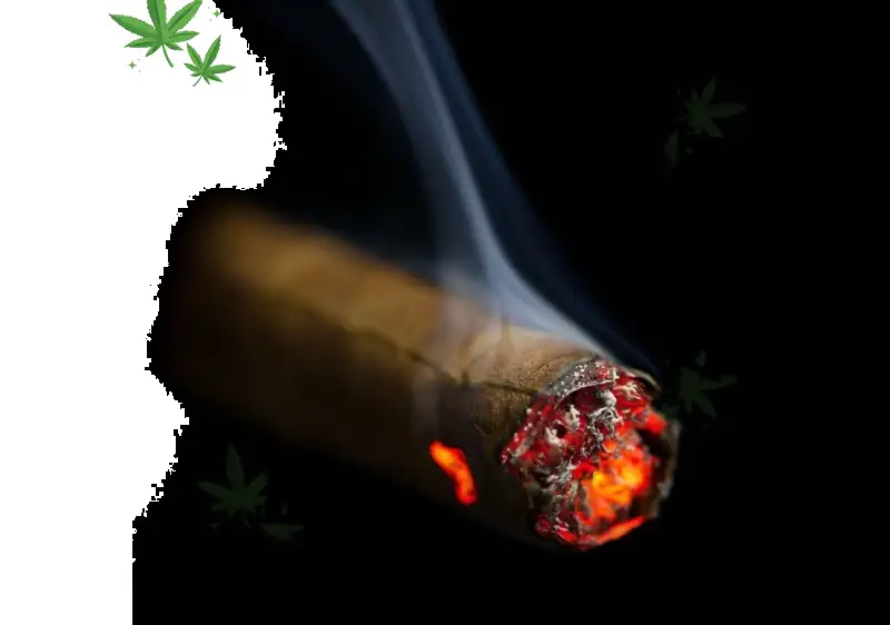 Hash Hole Pre-Rolls 2026: bayfarmz.com Fidel's Style