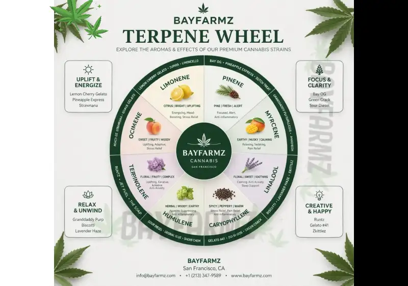 Medical Terpenes 2026: Myrcene for Pain, Linalool for Anxiety