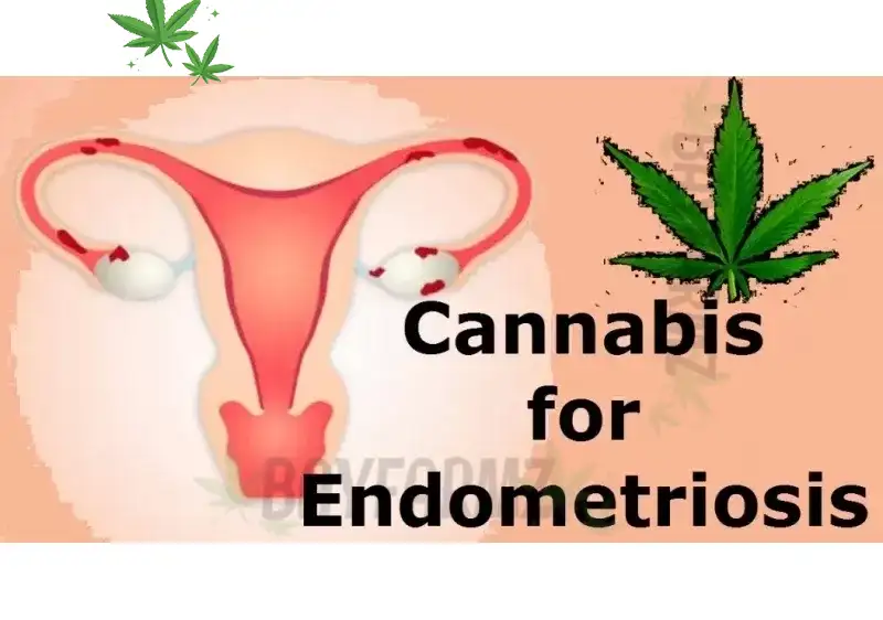 Cannabis for Menopause & Endometriosis 2026 - BayFarmz Women's Health Strains