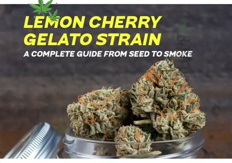 Buy Lemon Cherry Gelato Online: Lemon Cherry Gelato Near Me at BayFarmz