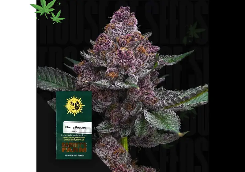 Buy Lemon Cherry Popper Online: Strain Near Me Shipping