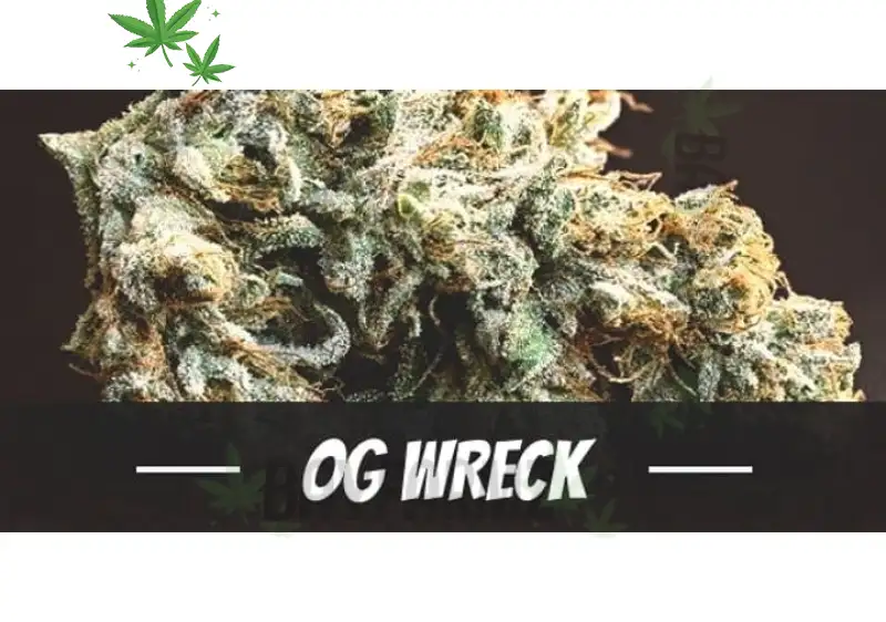 OG Wreck: The Hybrid Powerhouse Taking Over BayFarmz