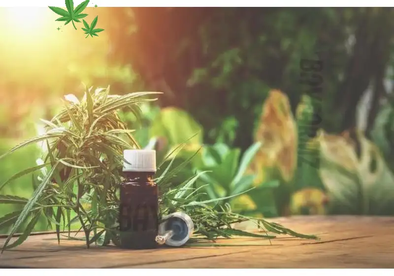 Cannabis Post-Workout Recovery 2026 - BayFarmz Muscle & Joint Relief