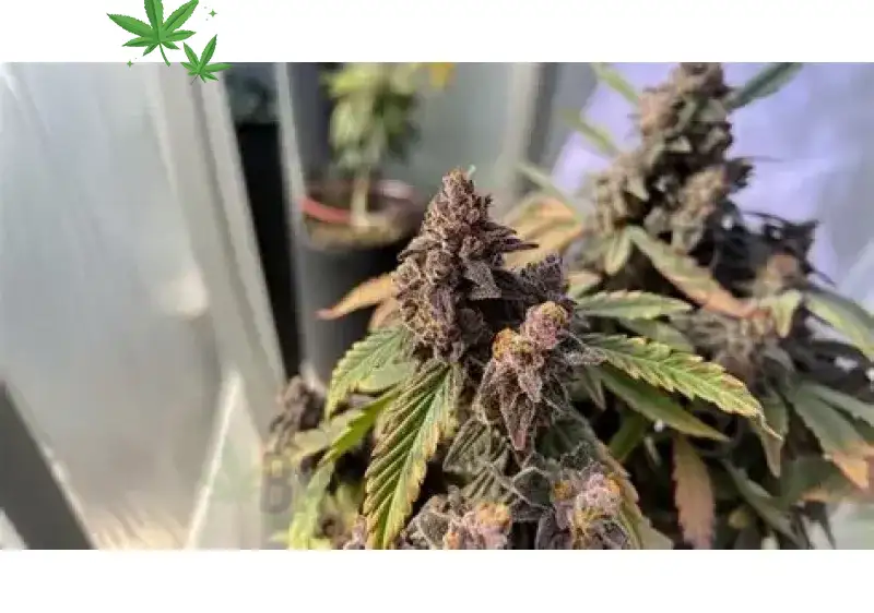 Godfather OG: The Don of All Kush Strains