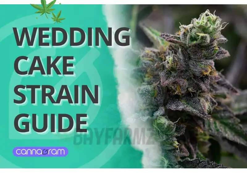 Wedding Cake User Reviews: Real Effects Revealed