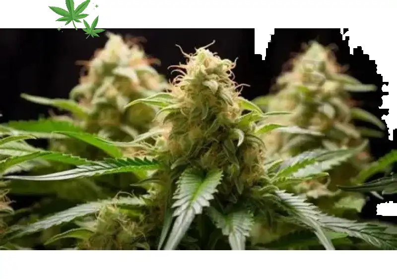 Strawberry Cream: Dessert Indica That Melts Stress