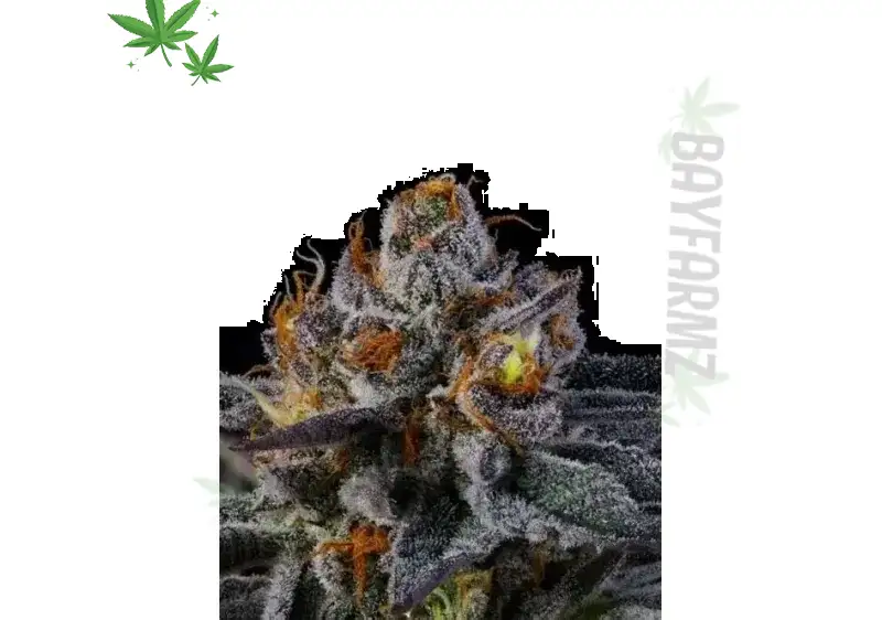 Rainbow Runtz: The Colorful Hybrid Bursting with Fruit