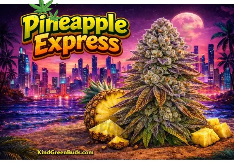 Pineapple Express: The Legendary Sativa That Delivers