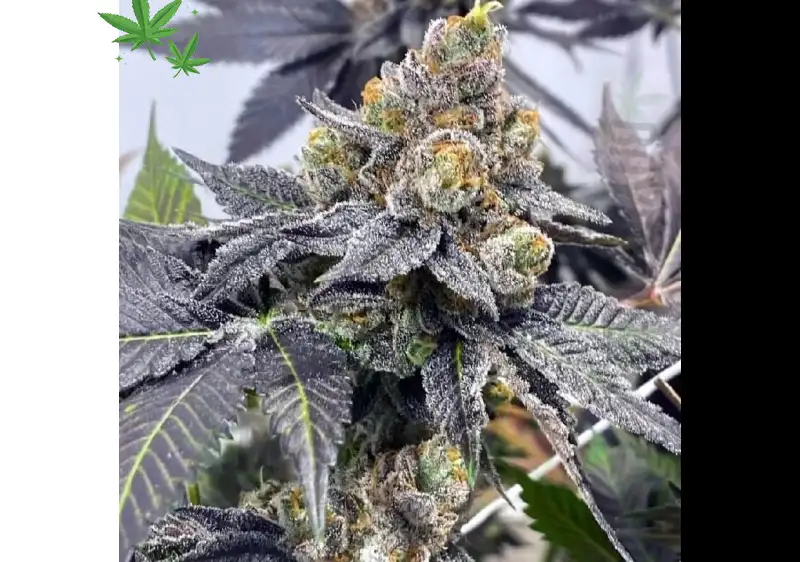 Rainbow Runtz: Vibrant Hybrid Candy Perfection