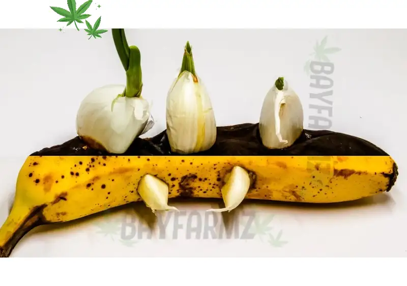 Garlic Banana: Funky Sweetness with Serious Hybrid Power