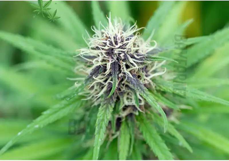 GovernMint Oasis: 30% THC Minty Hybrid Powerhouse