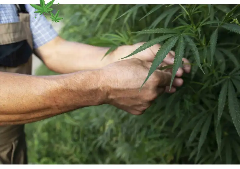 Beyond the Bud: A Guide to BayFarmz's Trendsetting Cannabis Accessories