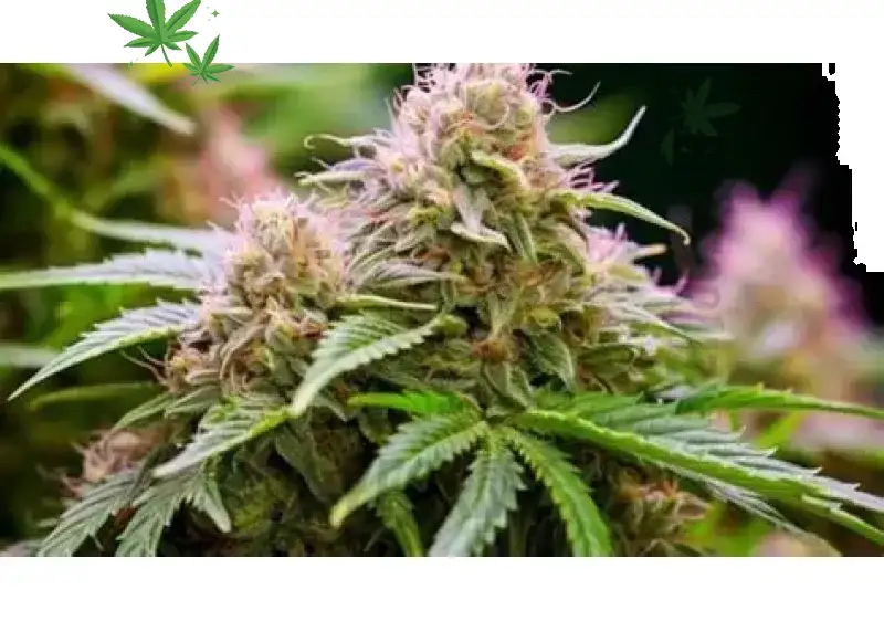 Black Himalaya Premium Indoor Indica‑Leaning Strain at BayFarmz