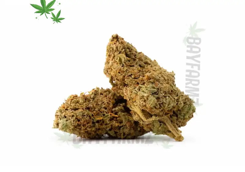 Tropicanna – Award‑Winning Sativa‑Dominant Hybrid from Cannabiotix at BayFarmz