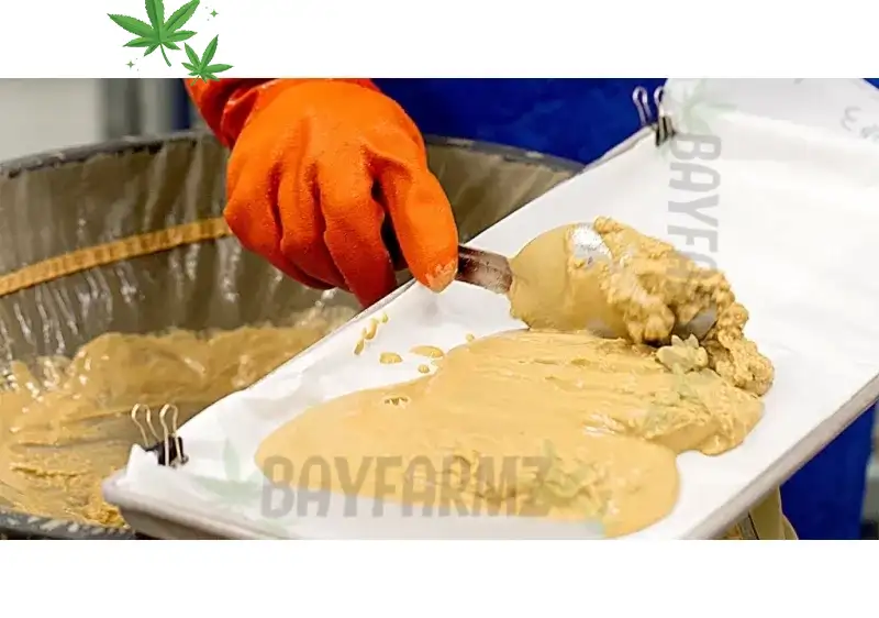 Solventless Extracts (LiveRōsin): What They Are & Why They’re Premium