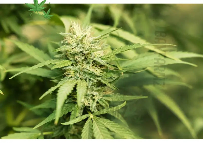 London Pound Cake – Indica‑Dominant Hybrid Flower from Cookies