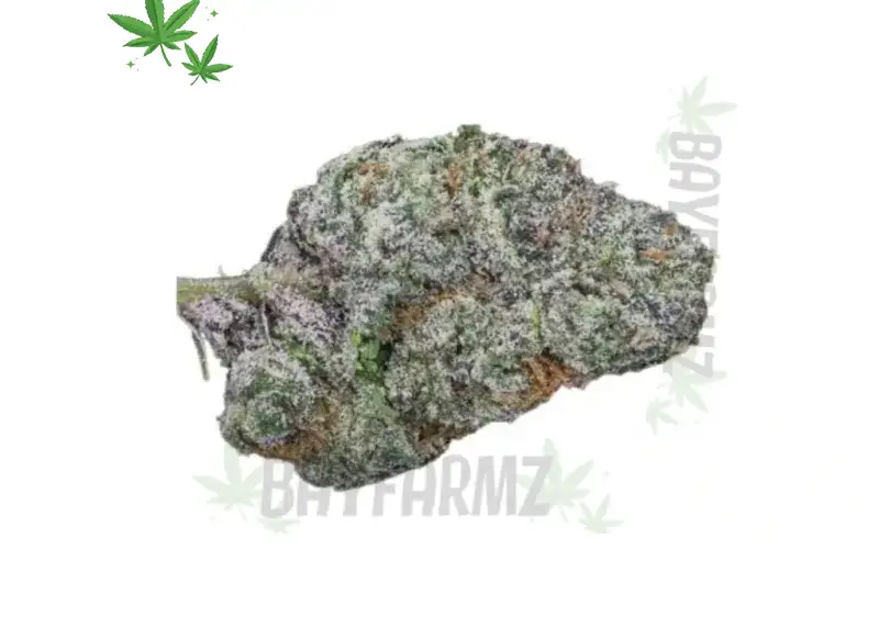 White Rainbow at BayFarmz: Frosty Hybrid Dream Fuel
