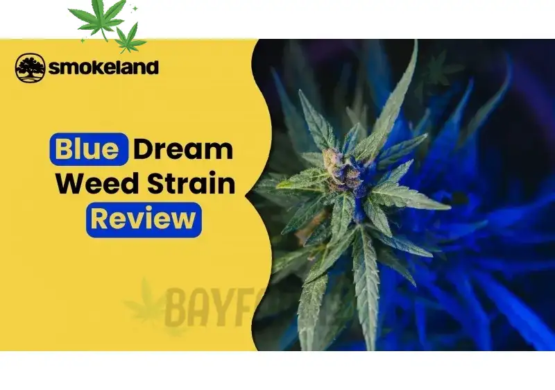 Blue Dream at BayFarmz: Legendary Sativa-Dominant Hybrid