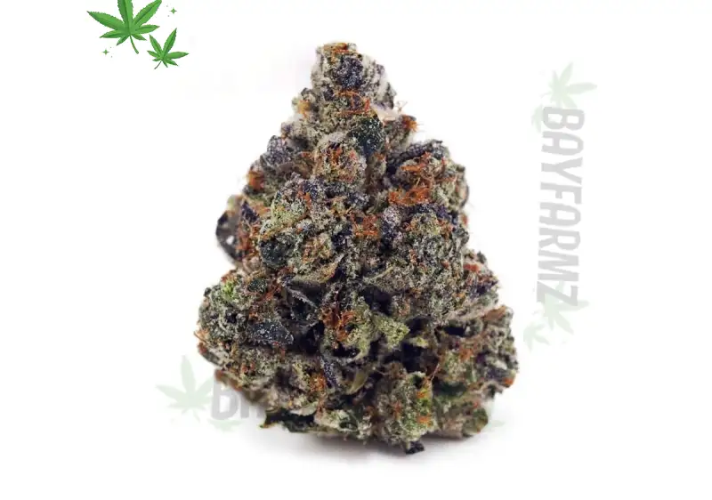 Pink Death at BayFarmz: Ultimate Nighttime Indica Knockout