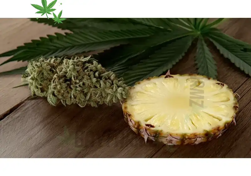 Discover Pineapple Express at BayFarmz: Tropical Sativa Boost for Daytime Energy