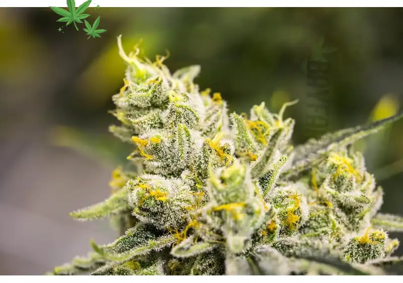 Yuzu Skywalker OG x Z: Citrus Hybrid Bliss