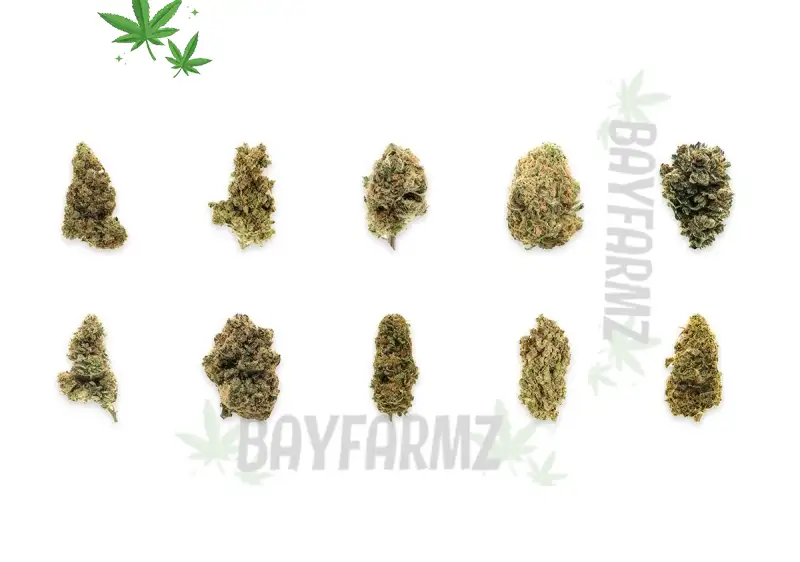 Orange Crush at BayFarmz: Citrus Euphoria Boost