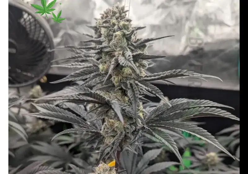 Banana Zplit sativa flower at BayFarmz