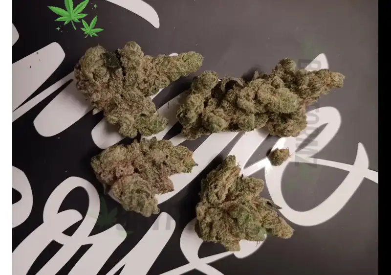 Sherbanger 22: Potent Sherbet Hybrid