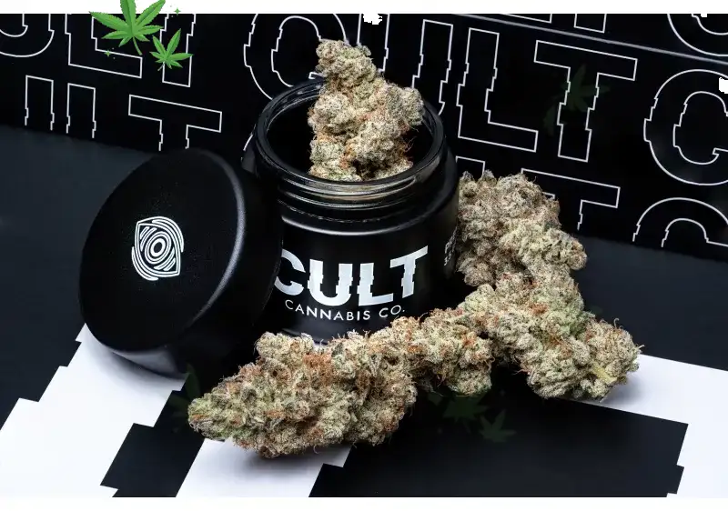 Pavé Flower: Iced-Out Hybrid Luxury