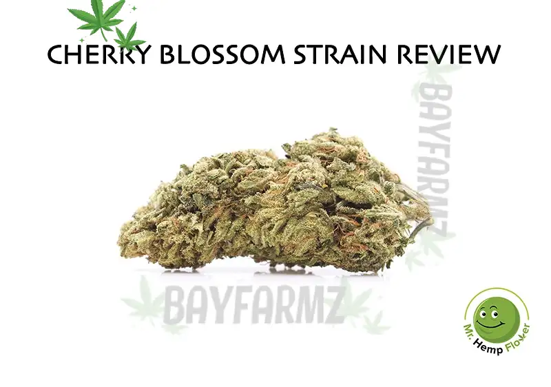 Cherry Blossom Strain – Sweet Cherry Indica‑Dominant Flower