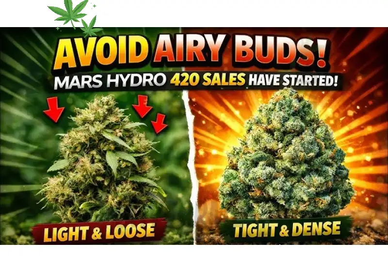 Haupia Strain – Coconut Cream Indica Hybrid Flower