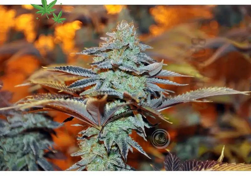 Dark Helmet – Indica‑Dominant Hybrid Flower (28g, 1/4, 1/2, 1 lb)