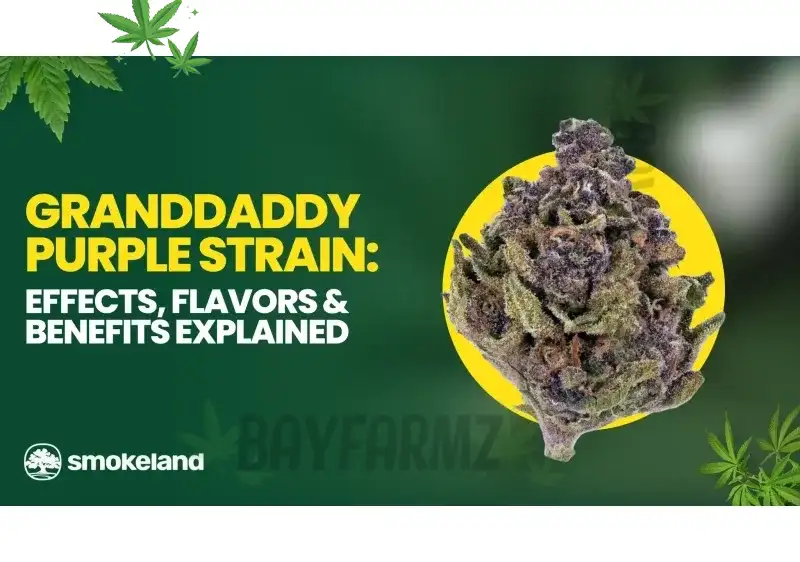 Granddaddy Purple Strain – Grape Candy Indica Legend