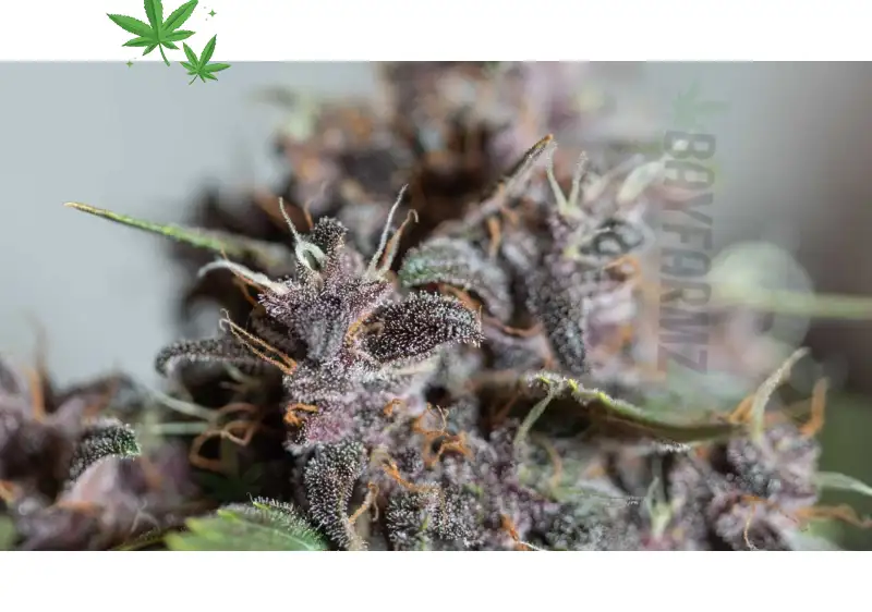 Purple Kush Strain – Floral Mint Indica for Total Calm