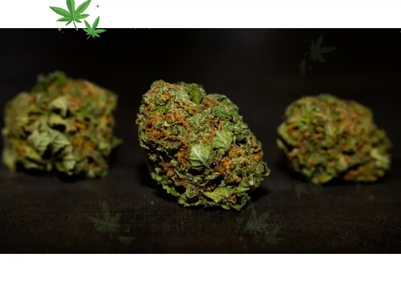 Bubba Kush Strain – Chocolate Coffee Indica Heavy Hitter