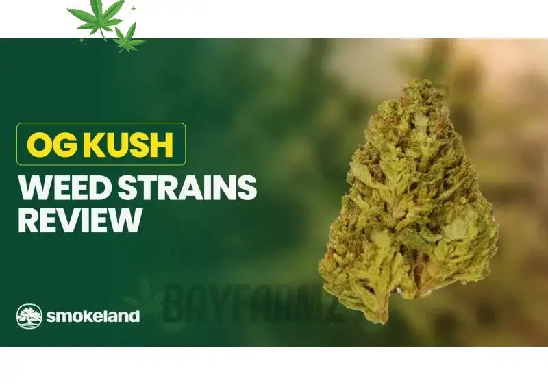 Skywalker OG Strain – Pine‑Citrus Indica Power for Deep Sleep