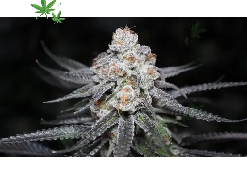 Black Widow Strain – Spicy‑Sweet Indica With Balanced Bliss