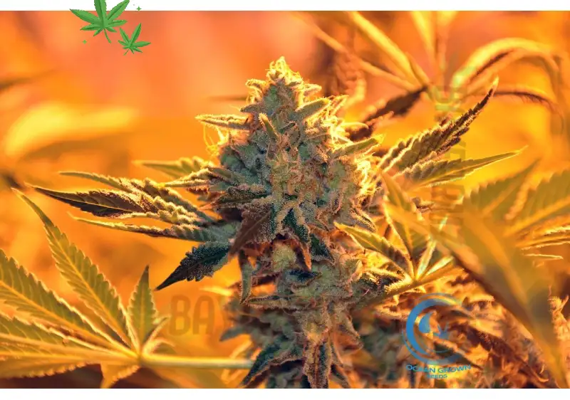 Kingdom Kush Strain – Royal Grape Lemon OG Indica