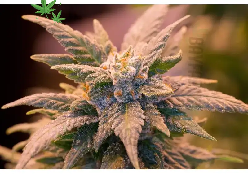 G13 Strain – Legend‑Level Indica Couch Lock