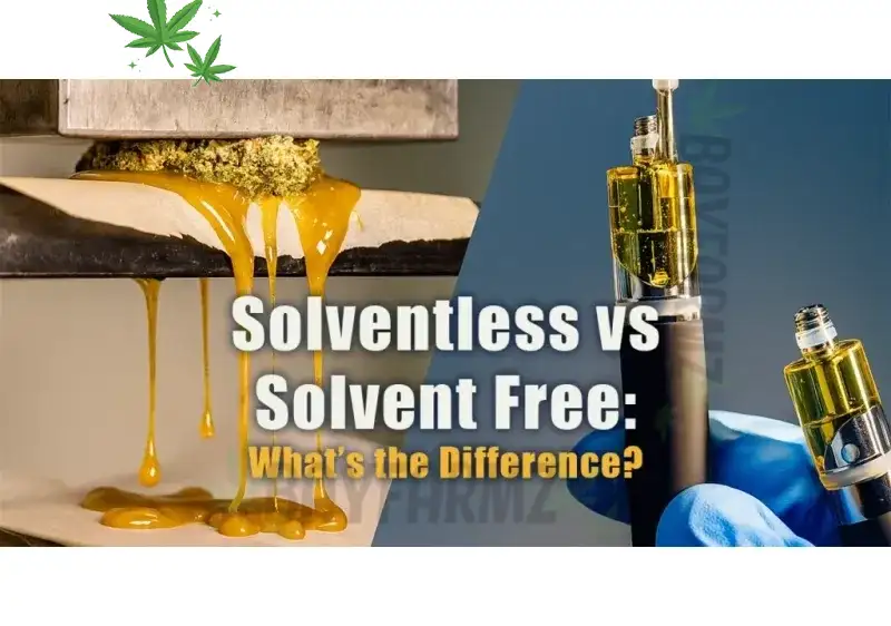 Amber Jack – Premium Solventless Live Rosin