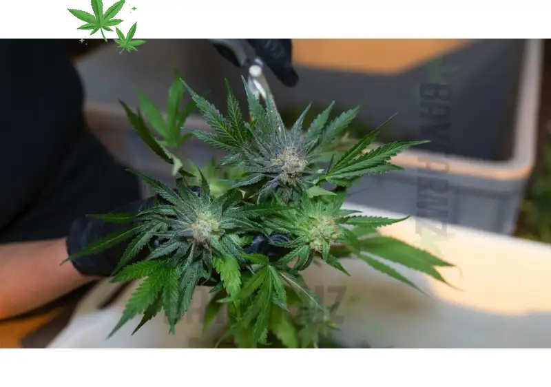 Buy Flower Online – Premium Cannabis Strains with SF Delivery at BayFarmz