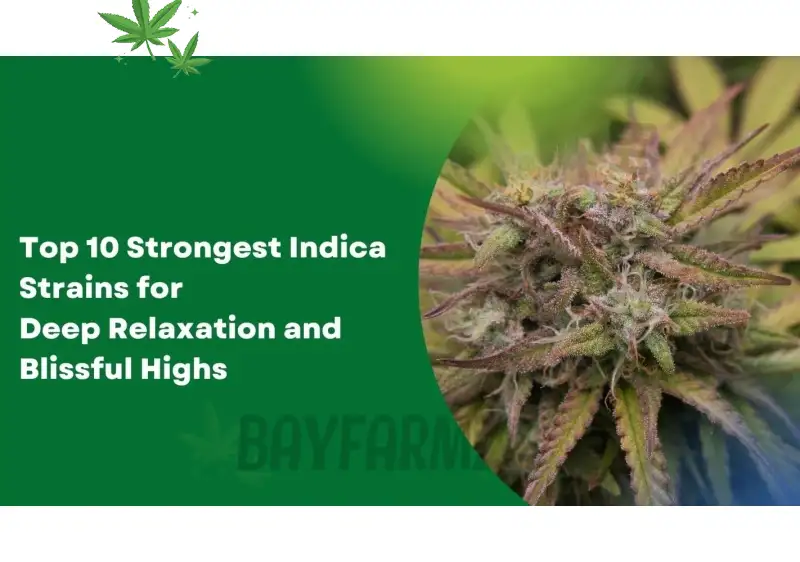 Top 10 Strongest Indica Strains for Deep Relaxation and Blissful Highs