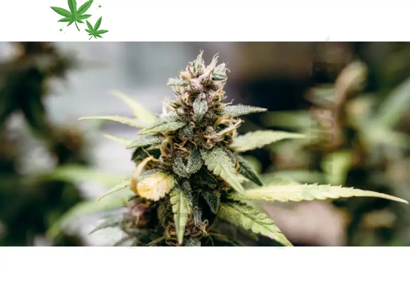 Colorado Reviews Cannabis Potency Limits Amid Public Health Debate in 2026