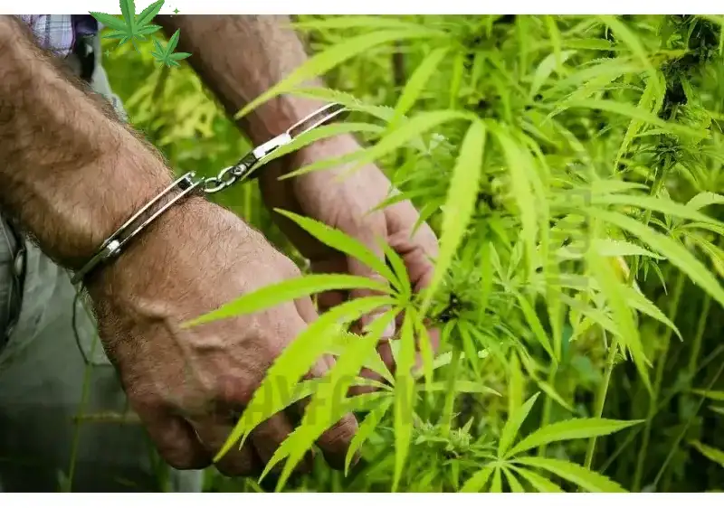 Louisiana Lawmakers Pass Bill to Increase Jail Penalties for Marijuana Use Near College Campuses