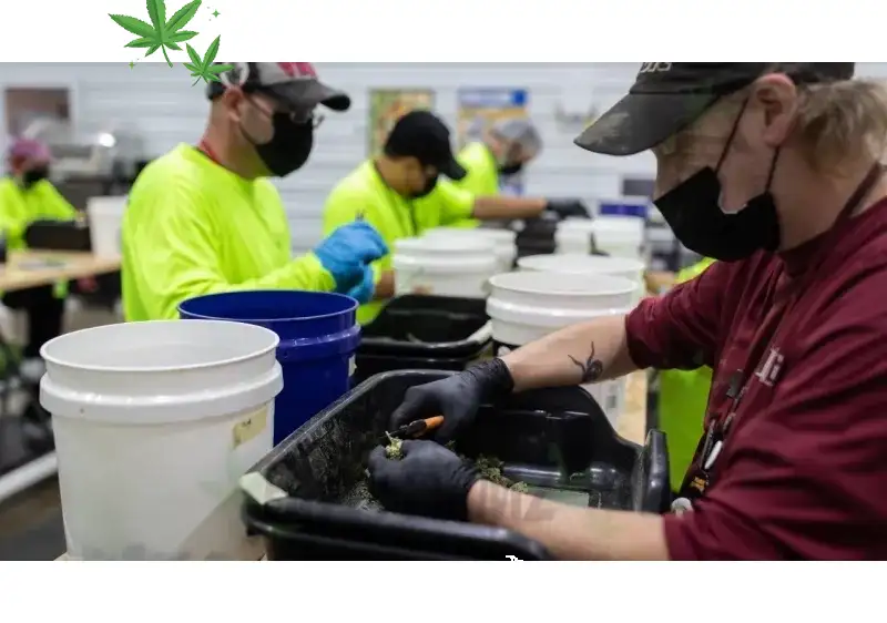 Feds Hand Loss to Missouri Cannabis Operator in Labor Fight
